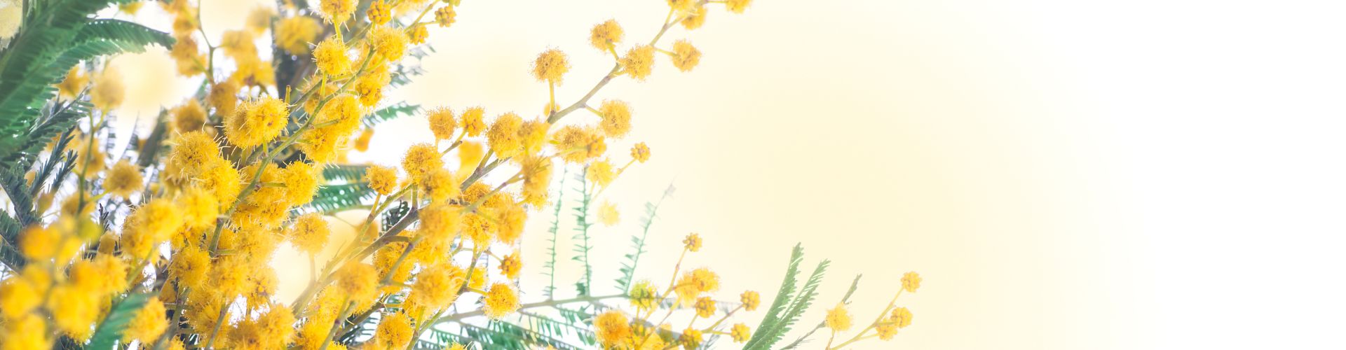 Promo Festa della Donna 2026 presso icos Torino - Icos per la Casa